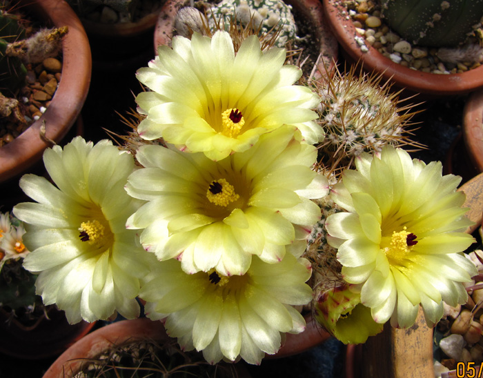 Notocactus mammullosa in full bloom